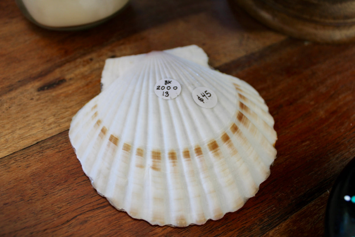 Chickens & Dandelions Scallop Shell