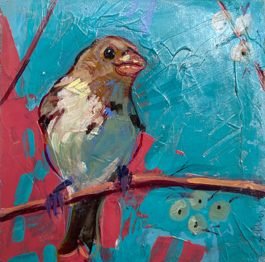 Blue House Finch
