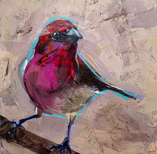 Pink House Finch
