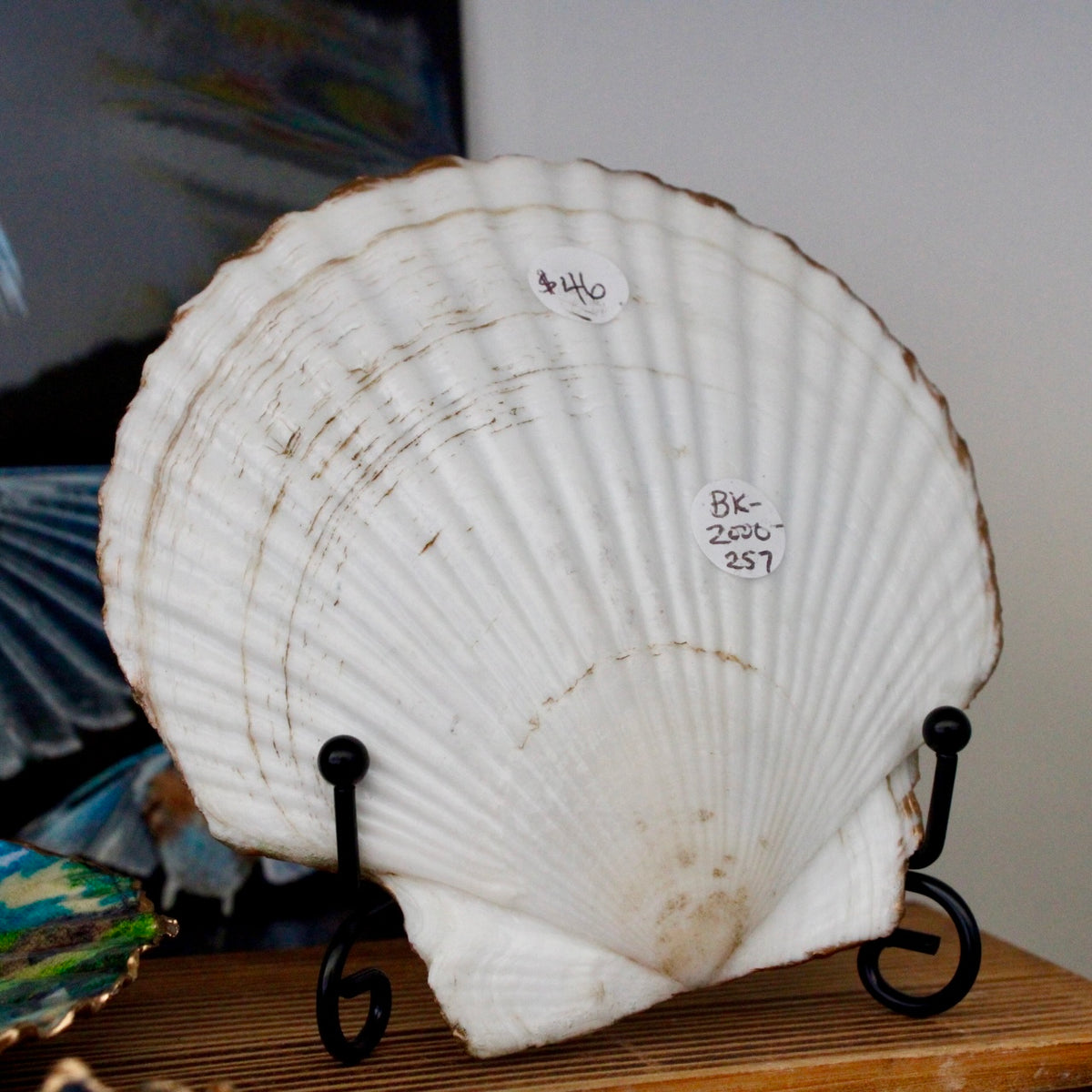 Blue Heron Scallop Shell