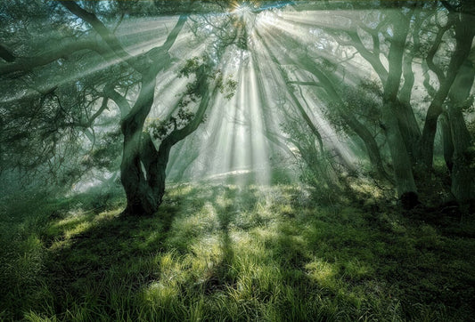 Angel Light (Mom)